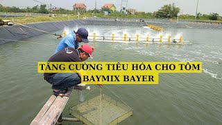  Tăng Cường Tiêu Hóa Cho Tôm Cá Baymix Bayer