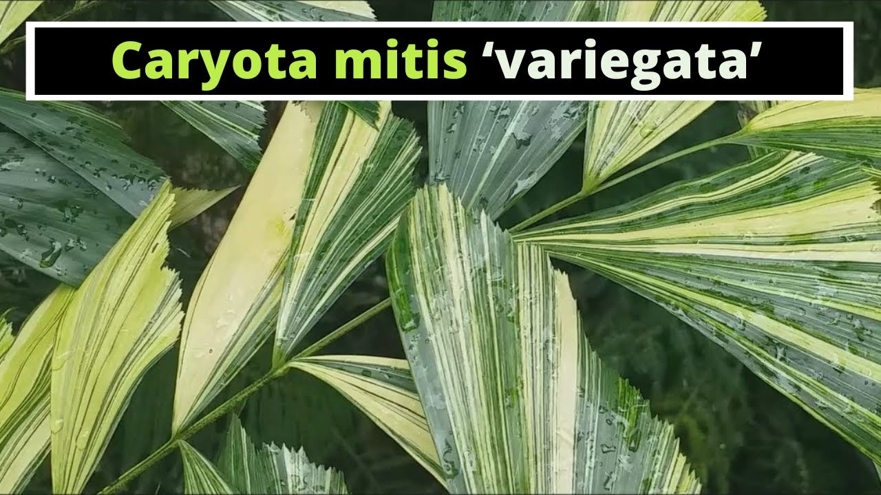 Caryota mitis Variegated (Variegated Fishtail Palm)