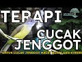 Terapi Cucak Jenggot Macet Bunyi Dan Stres | Suara Burung Dan Suara Air