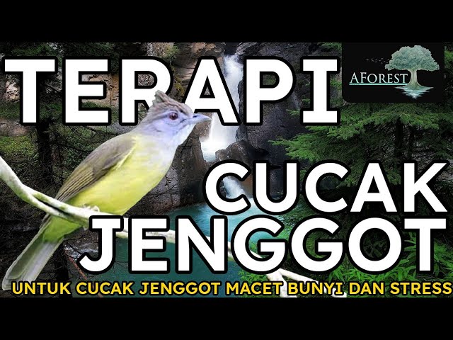 Terapi Cucak Jenggot Macet Bunyi Dan Stres | Suara Burung Dan Suara Air class=