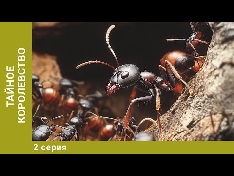 Тайное королевство. 2 Серия. Документальный Проект. Лучшие сериалы