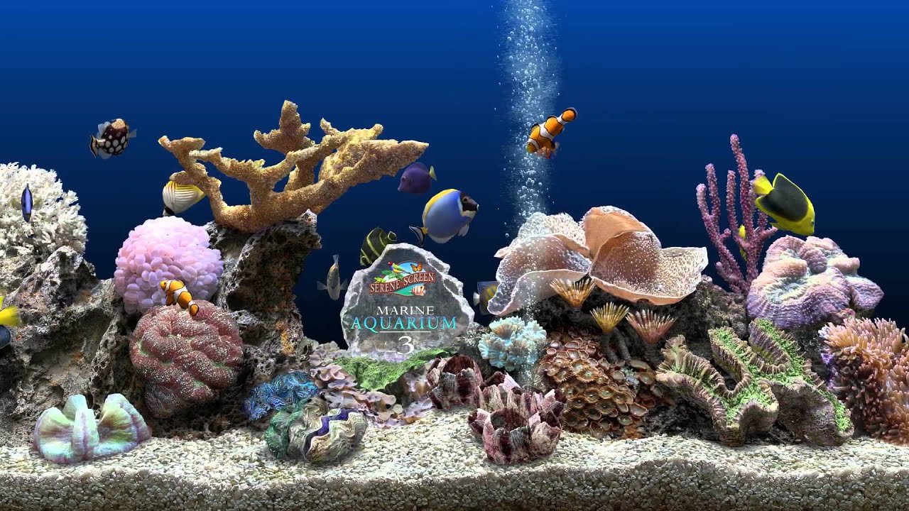 Marine Aquarium ★ Hq 1080p 60fps ★ Screensaver ★ Blue Ocean ★ Youtube