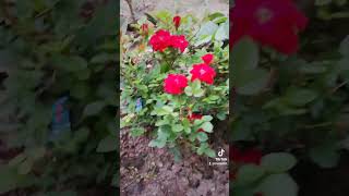 Anneler Günü Kutlu Olsun Anneciğim