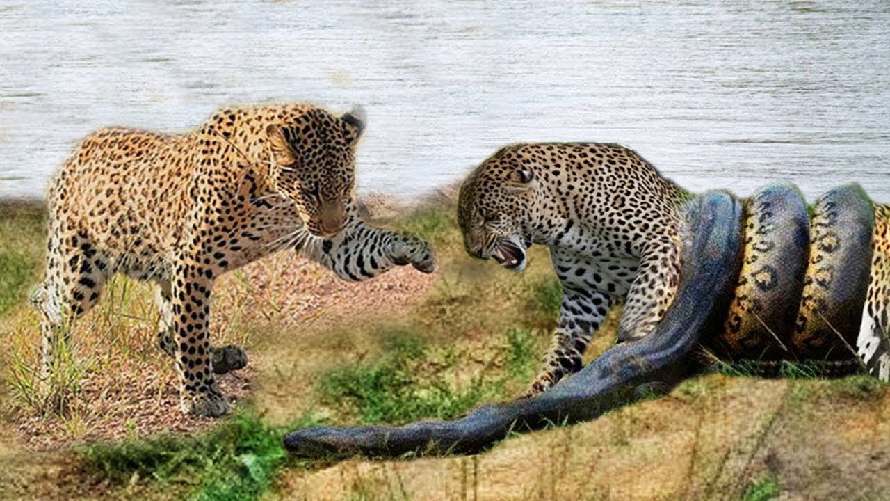 Кто сильнее ягуар или тигр. Леопард против тигра. Тигр против леопарда. Тигр против ягуара.