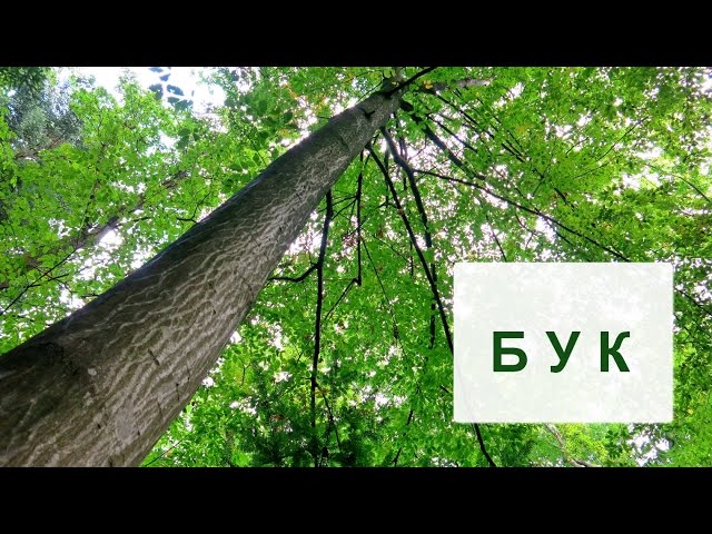 Дерево бук. - YouTube