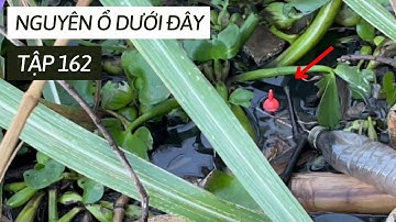 Tập 162 - Câu Cá Rô Đồng, Nguyên Ổ Cá Rô Dưới Đám Lục Bình Kéo Phao Liên Tục