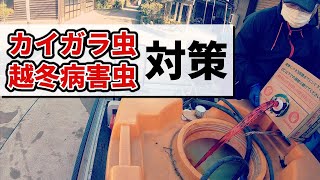 いちじく栽培における　石灰硫黄合剤の効果　いちじくVlog　#14　2021