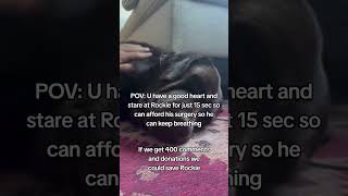          savemydog doglove dogsoftiktok  fyp foryou