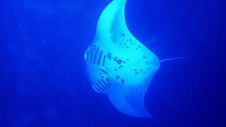 Manta Rays at Hawaii Big Island