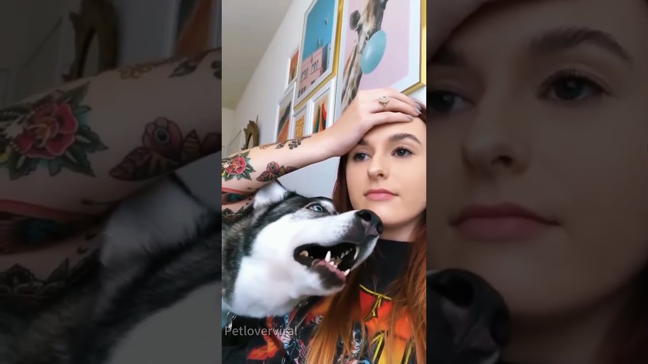 Husky Being So Dramatic Funny Doggielife Dog Pets Fyp