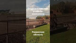 Старожиловская усадьба-конезавод 3 ч. #2025 #shortvideo #Russian #diy #шортс #video #ytshort #россия