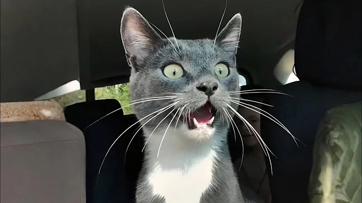 Watch the video about Funniest Cats Ever! 😂 Best Funny Cat Compilation