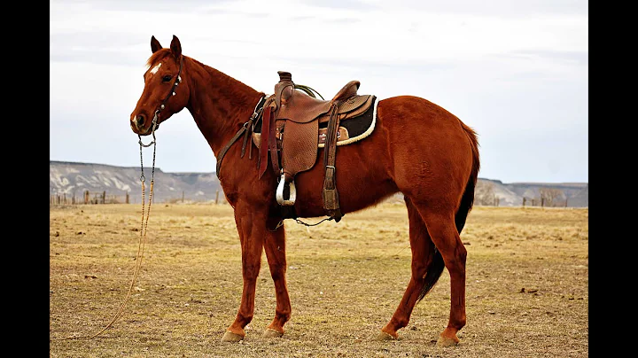 2022 Shelman Family Ranch & Performance Horse Sale...