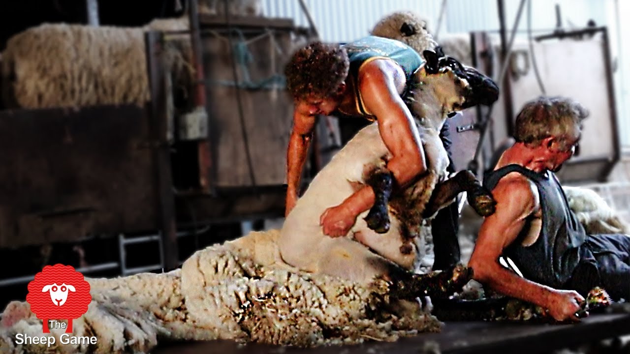 HUGE RAM KICKS SHEARER!!