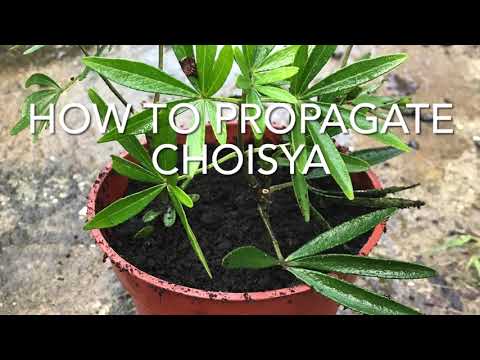 ვიდეო: როგორ გავზარდოთ ჭოისიას მცენარეები - ჭოისიას ბუჩქების მოვლა და მორთვა