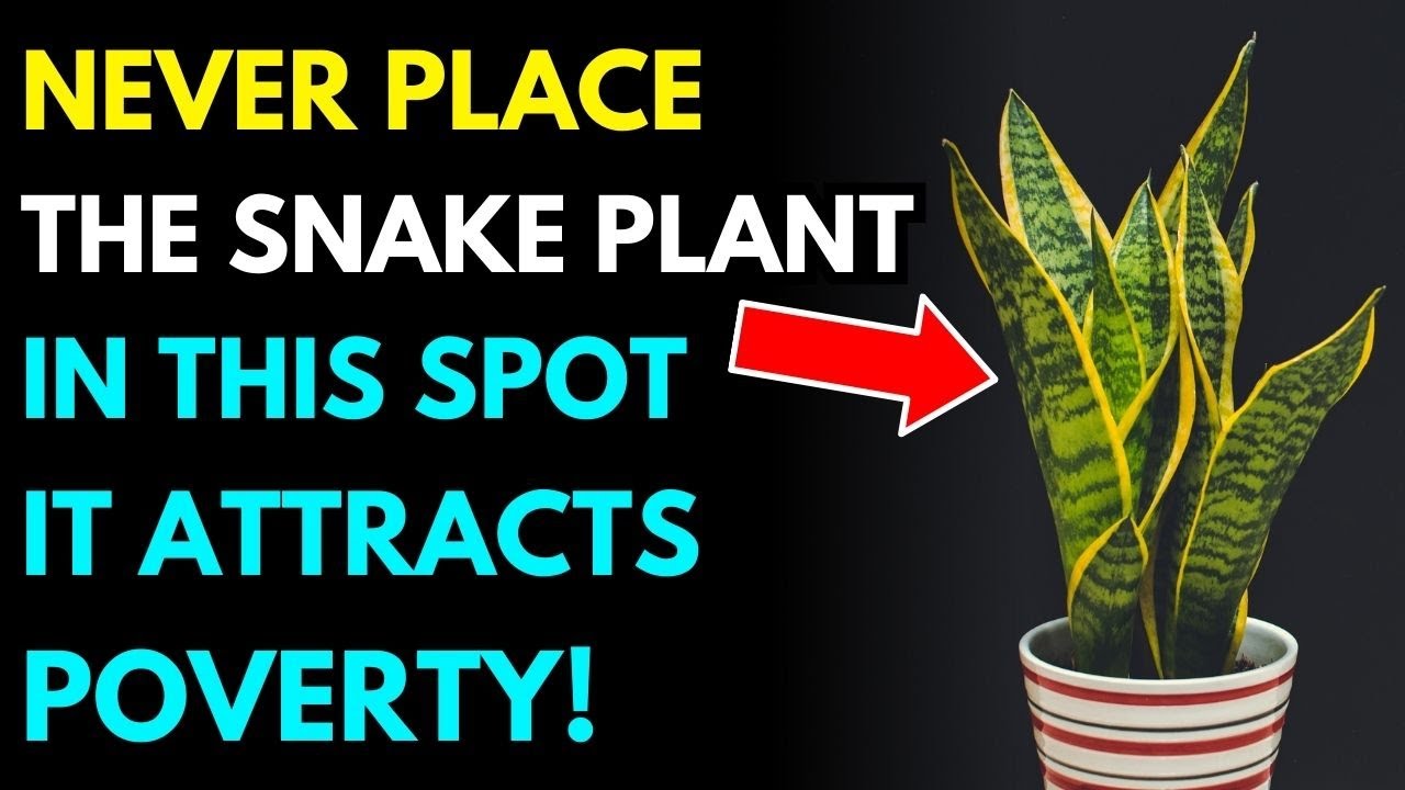 Careful! Don't Put The Snake Plant Here, It Attracts Poverty!