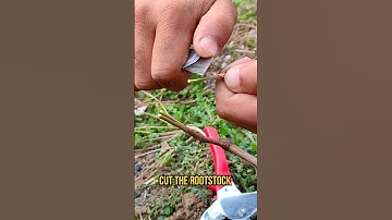 Grape Grafting technique