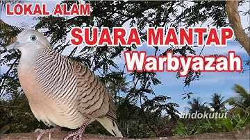 suara burung Perkutut Lokal Gacor dari alam liar paling manjur buat masteran