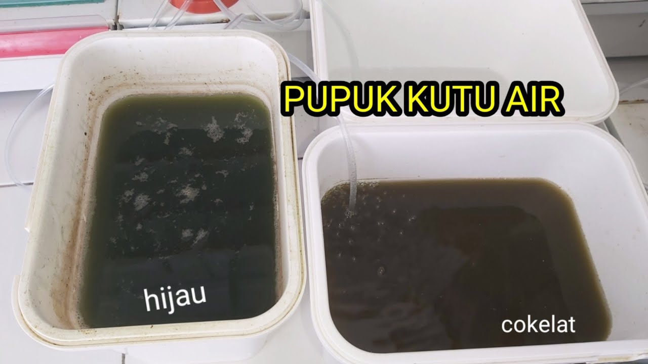 cara membuat pupuk kutu air agar berkembang biak lebih pesat...