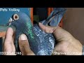 Racer kabutar  breeder racing pigeons  homing pigeon  pets valley