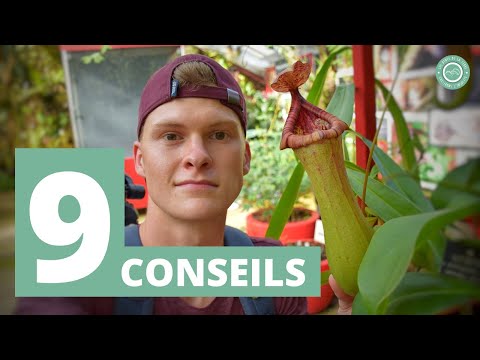 Vidéo: Culturer des plantes de pichet à l'intérieur - Comment prendre soin d'une plante de pichet à l'intérieur