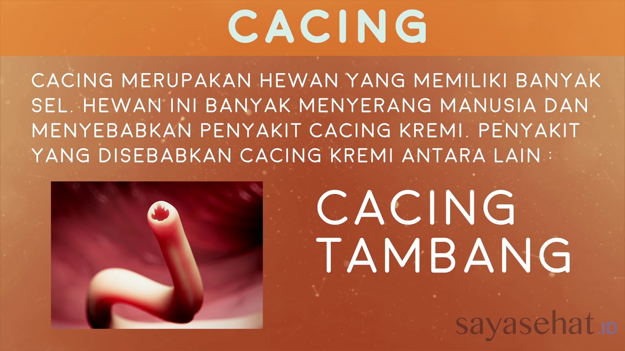 80 Koleksi Gambar Hewan Cacing Tambang HD
