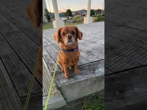 #cavoodle #puppy #cavapoodog #dog #cute #dogbreed #doggielife #cavapoo