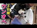 柴犬を3日間ワンオペした結果…