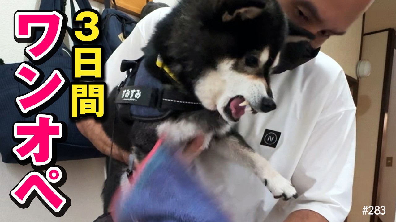柴犬を3日間ワンオペした結果…