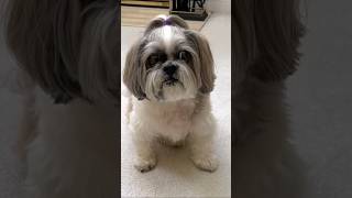 Shih Tzu wants treats now!  Talking Lacey dog, so cute #shorts #shihtzu