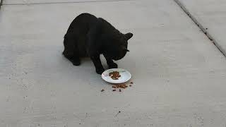 Black Cat