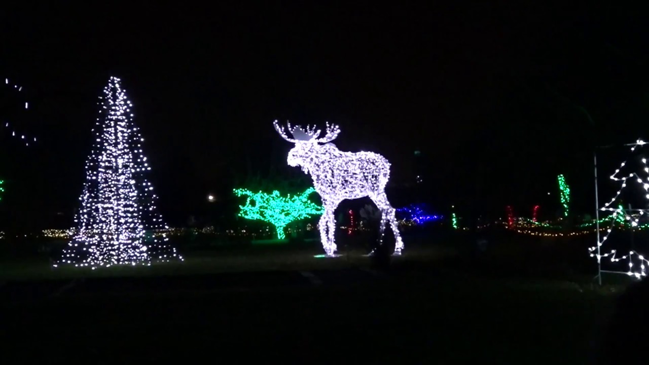 The Detroit Wild Lights Show! YouTube