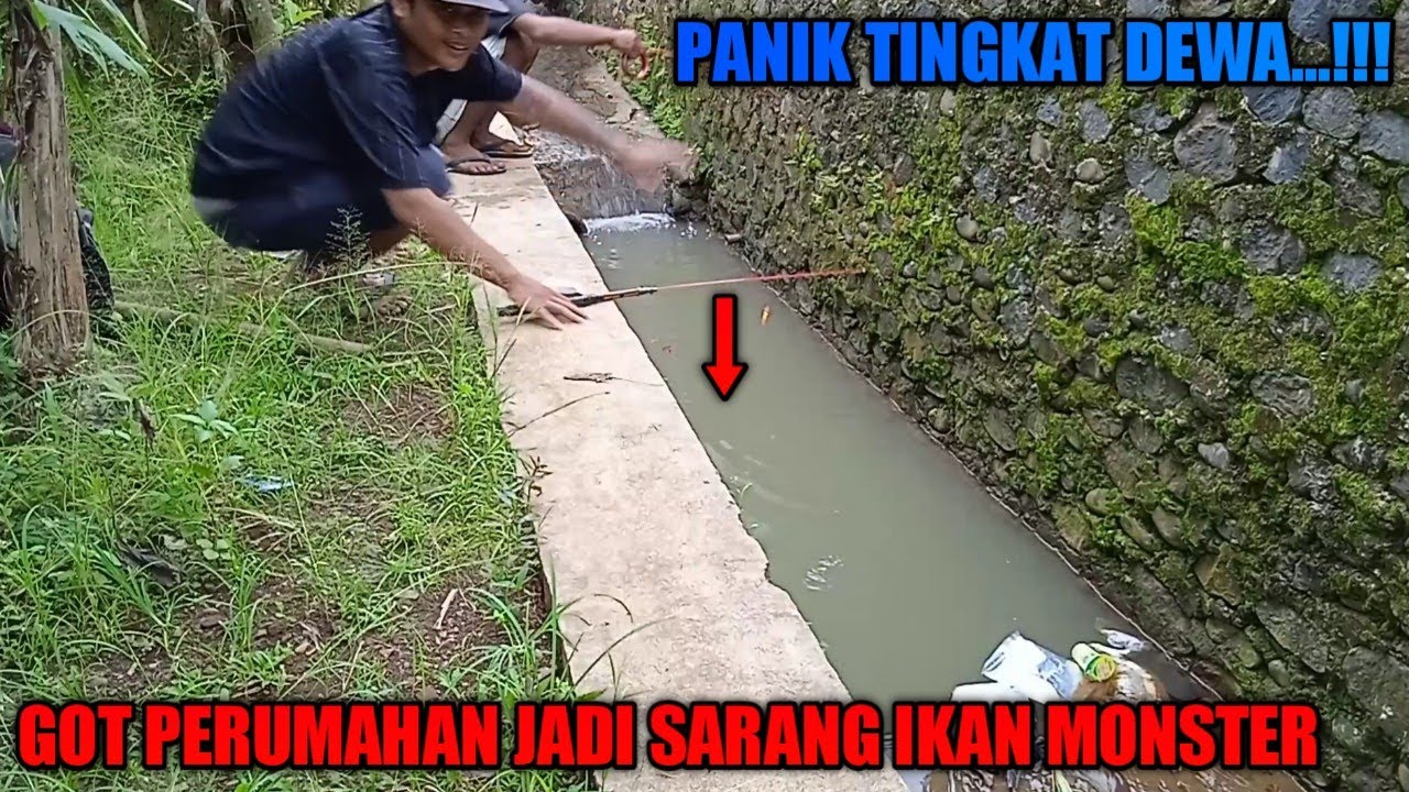 PESTA STRIKE IKAN MONSTER...!!! 😱 Mancing Di Seloakan Perumahan Warga
