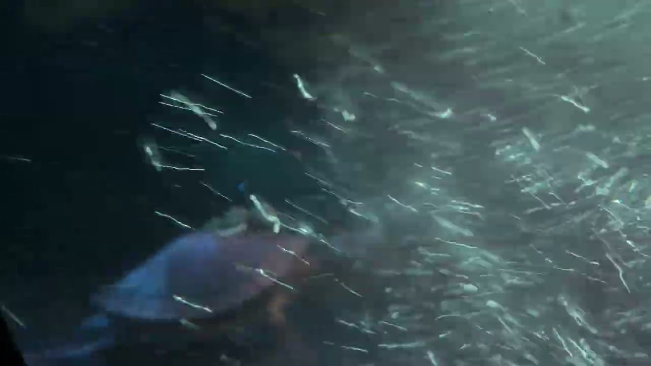 Finding Nemo Submarines ride at Disneyland 2025