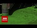 New video by BBC News on YouTube