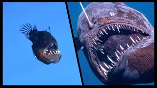 Increíble Hallazgo Encuentran Pez Abisal En Aguas Poco Profundas