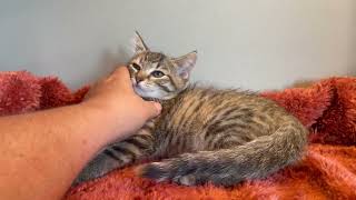 Video of adoptable pet named Salem