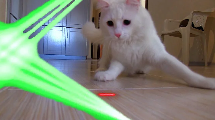 Video 4286221: cornish rex manx cat, munchkin cat cornish rex, maine coon turkish angora, bobtail siamese cat maine, funnycatvideos cat