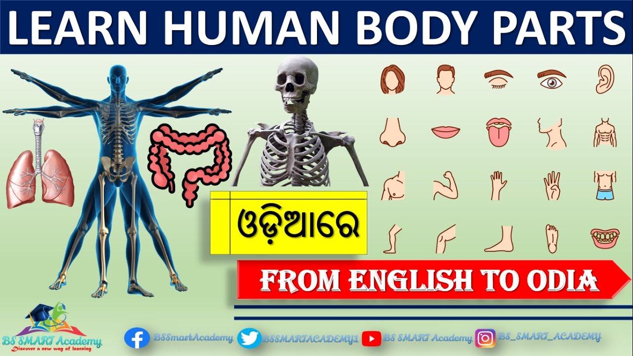 🔥Human Internal & External Body parts in Odia Human body parts