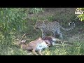 Buzzing Carrion Flies Irritate A Leopard As She Tries To Feed