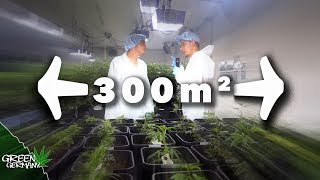 Wie die Österreicher Cannabis ANBAUEN|Stecklinge schneiden bei Cannamigo