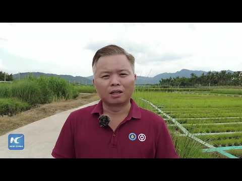 Eyes on Hainan | A peek into world's largest wild rice germplasm resources nursery