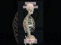 Learning anatomy | Guess the Muscle Name and Action#anatomy #muscles #Physiotherapy