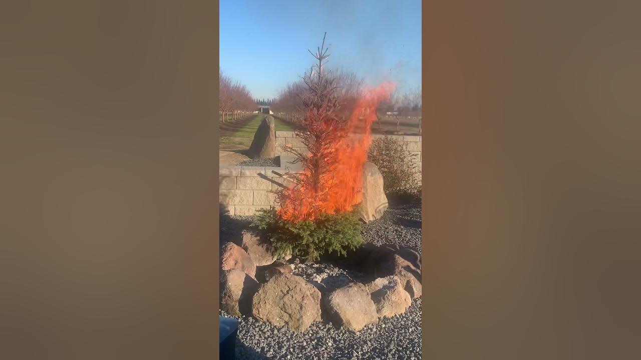 Lighting our Christmas tree on fire YouTube