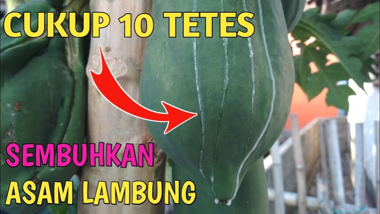 Menurunkan Asam Lambung Secara Alami Menurunkan Asam Lambung Secara Alami