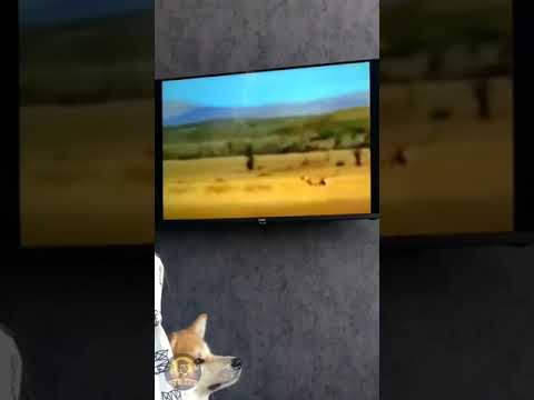 ПРИКОЛЫ 2024 Смех до слез 😂 #shorts #юмор #приколы #shortvideo #смех #смешно #приколы2024