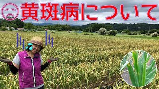 にんにく栽培【黄斑病について　防除と対策など】（2021.6.18）～にんにくのよしだ家