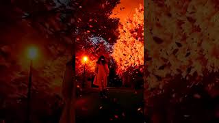 Golden Breeze Avenue #shorts #fypシ  #autumn #music #nature #musicgenre #relaxing