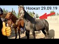 👍ЧОҢ АТТАР🐎 КҮЧТҮҮ КУНАНДАР ~АЛП БЭЭ/НООКАТ 29.09.19