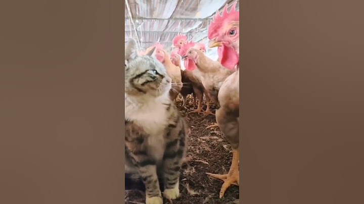 funny and cute cats #shortvideo #shorts